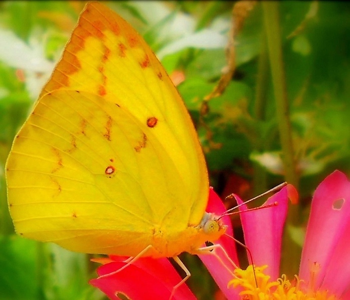 IndranilGayan-Butterfly.jpg