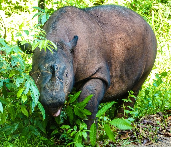 Sumatran_Rhino_Bibhab_Photo_1.jpg