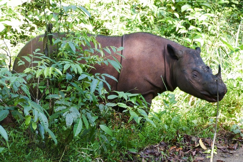 Sumatran_Rhino_Bibhab_Photo_2.jpg