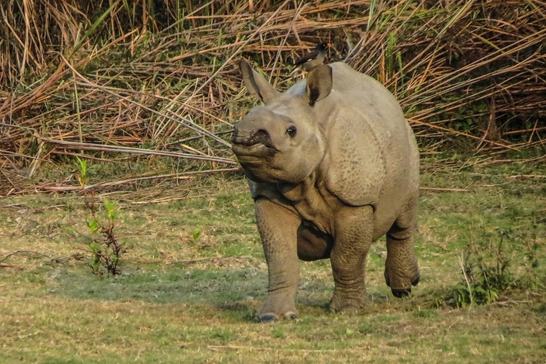 Rhino_Calf_in_KazirangaNP.jpg