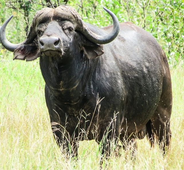 Buffalo_in_KrugerNP.jpg