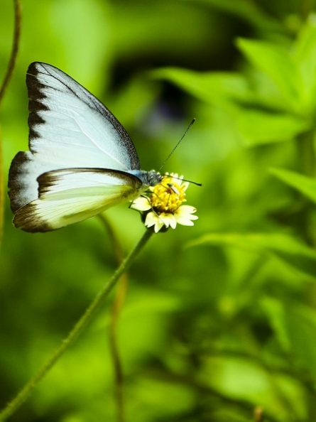 Butterfly 28.jpg