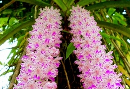 Assam - Flowers