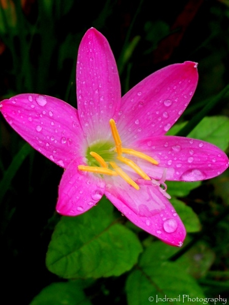 Assamese Flower Chart