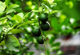 Assam - Fruits
