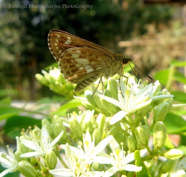 Butterfly, Assam Biswajit Bhattacharjee Photography.jpg