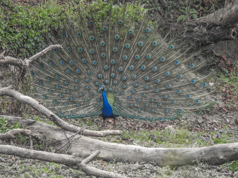 Blue peafowl.jpg