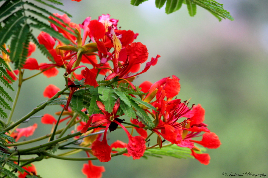 Assamese Flower Chart